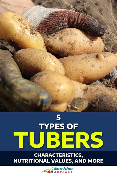 5 Types of Tubers and Their Nutritional Values .
